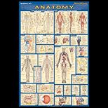 Anatomy Poster