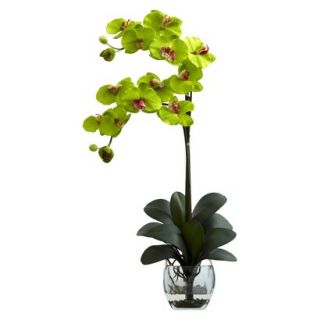 Double Stem Phalaenopsis Orchid in Glass Vase 27   Green