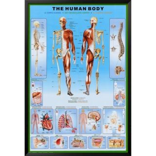 Art   Human Body Framed Poster