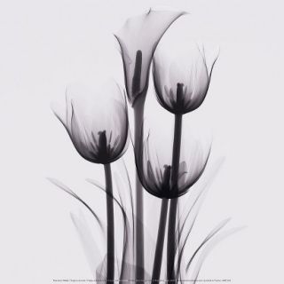 Art   Tulips and Arum Lily Mounted Print