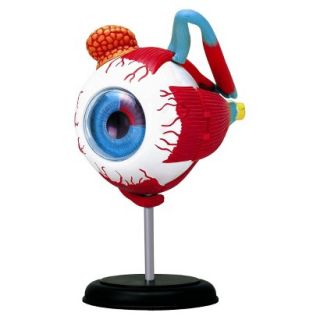 John N. Hansen Human Eyeball Anatomy Model 3.5