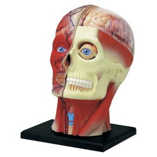 John N. Hansen Human Head Anatomy Model 4.5