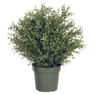 30 Argentia Plant w/ Green Pot