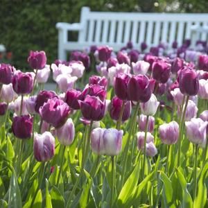 Tulip Purple Rain Mix Bulbs (25 per Bag) DISCONTINUED 62101157E