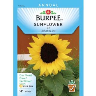 Burpee Sunflower, Elf 31705