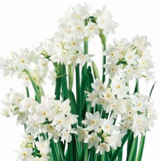 Paperwhite Narcissus Ziva Dormant Bulbs (24 Pack) 70112
