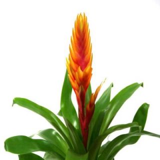 Delray Plants Bromeliad Vriesea Yellow in 4 in. pot 4BROM