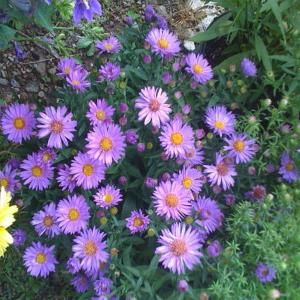 OnlinePlantCenter 1 gal. Woods Purple New York Aster Plant A157CL