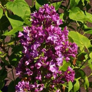 OnlinePlantCenter 1 gal. Purple Fuchsia Common Lilac Shrub S3795G1