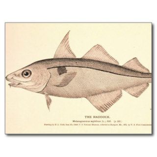Vintage illustration of Haddock Postcard