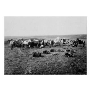 Cowboys Hobbling Horses 1906 Poster