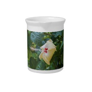 White Hibiscus Rosa Sinensis China Rose Mallow Beverage Pitcher