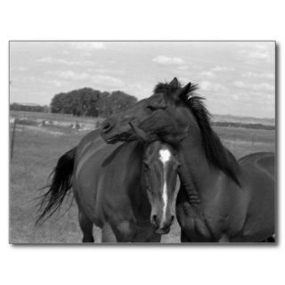 Laramie WY horse 4 Postcards