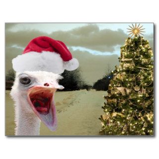 Ostrich Gets Excited Over Christmas Post Card
