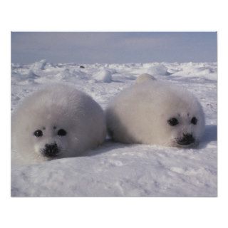 Harp seal (Phoca groenlandica) Harp seal pups Poster