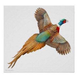 Ringneck Pheasant in Flight Print