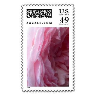Sweet Pink Cascade Rose Flower Photo Postage Stamp