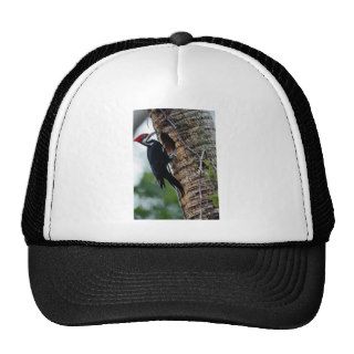 Pileated woodpecker trucker hats