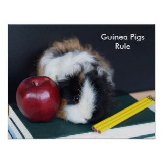 Guinea Pigs Rule Poster