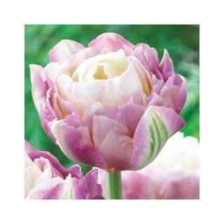 Sweet Desire Tulip Tulips By KVan Bourgondien 88283 44  Fresh Cut Format Tulip Flowers  