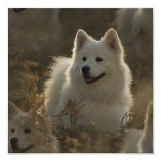 Samoyed Dog Breed Poster