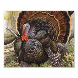 Wild Thanksgiving Turkey Photo