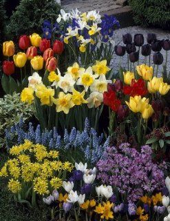Sortiment 5   147 Blumenzwiebel Bunte Vielfalt, Tulpen + Narzissen + Krokusse + Goldlauch + Iris Garten