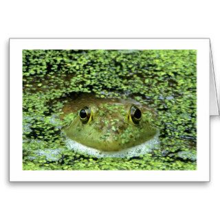 American Bullfrog Greeting Cards