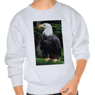 Bald eagle, Sitka, Alaska, U.S.A. Pull Over Sweatshirt
