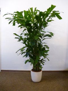 Caryota mitis   Fischschwanzpalme   170 cm // seltene und sehr dekorative Zimmerpflanze Garten