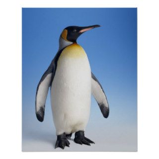 King Penguin 9 Posters
