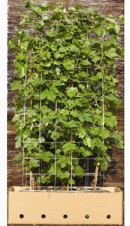 2 Stck. Fertighecke/Heckenelement Vitis 'Boskoop Glory' / Weinrebe 180 x 100 x 40 in PVC schwarz Garten