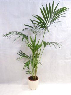 Howea forsteriana   Kentia Palme   180 cm // Zimmerpflanze Garten