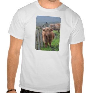 Cute Highland Cow by Fence T Shirts