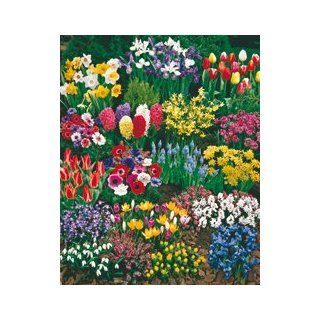 185 Blumenzwiebeln "Zauberhafter Lenz", Komplett Set Garten