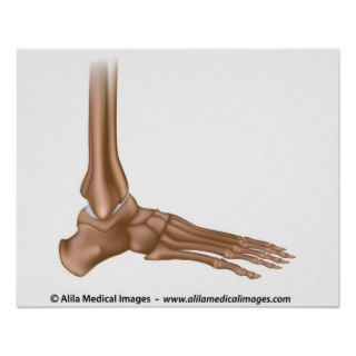 Bones of foot, medical drawing. poster