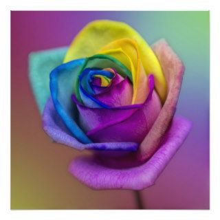 Rainbow Rose Flower Photographic Print