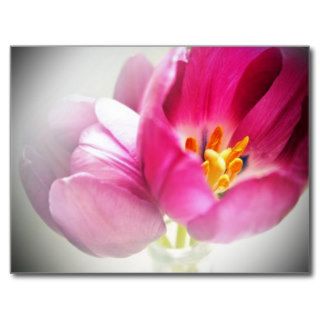 Pink Soft Tulip Beauty Post Card