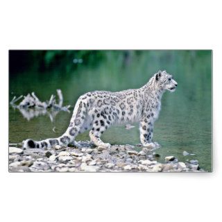 Snow leopard beside river rectangle stickers