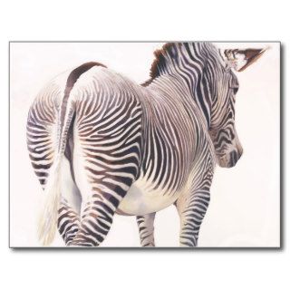 "Wrong Way" Zebra Wildlife Watercolor Postcard