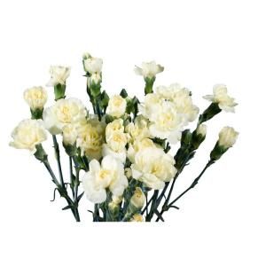 160 Stems Yellow Mini Carnations mini carnations yellow 160