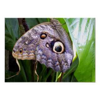 Butterfly Eyes Print