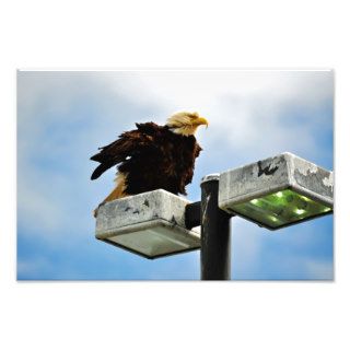 bold Bald Eagle Homer Alaska Art Photo