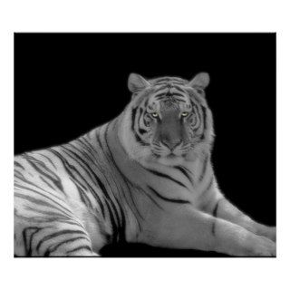 Black and white Tiger Print