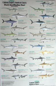 Shark Identification Poster   Fishing Charts And Maps