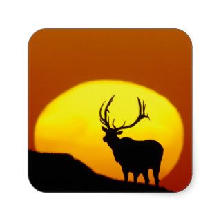 Bull Elk Outlined by Sun Square Stickers