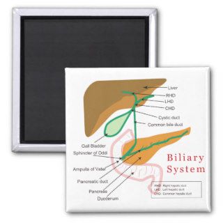 Biliary System Diagram Chart Bile Duct Magnets
