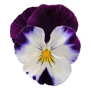 Altman Plants 4.25 in. Violet Wing Cool Wave Pansy DISCONTINUED 0883102