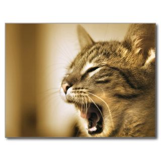 cat yawning post card