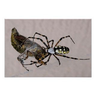 Spider Having a Big Lunch Poster print